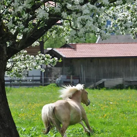 ホテル Sonnenkaiser フィッシュバッハウ